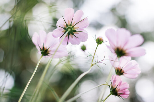 Delicate ephemeral summer light pink cosmos flowers, close up from below