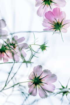 Delicate ephemeral summer light pink cosmos flowers, close up from below