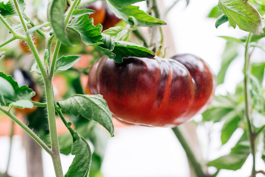 Tomato Indigo Blue Beauty, fresh, growing on a vine in a small organic garden