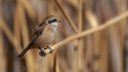 Eurasian Penduline Tit perching on a branch