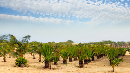 Boa Vista Cape Verde - Palm Trees in Desert Landscape