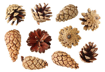 Pine cones collection cut out