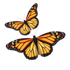 Rare butterflies flying isolated on transparent background PNG