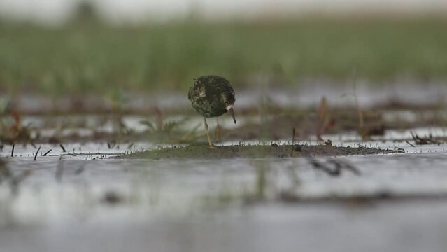 Ruff in a mating outfit walks and eats insects on the shore. There's water all around. The bird has beautiful feathers. Video from philomachus pugnax.