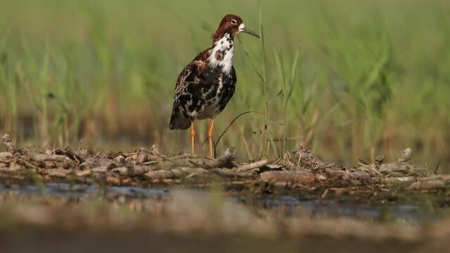 Ruff in his wedding attire stands on the shore. The bird has beautiful feathers. Video from philomachus pugnax. There is green grass in the background.
