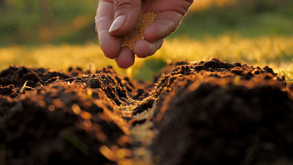 Closeup of woman gardner farmer hands gently scattering seeds into fertilizer soil. Concept of organic bio farming in agriculture and spring gardening. Sowing season. Manual sprinkling seeds in ground - obrazy, fototapety, plakaty
