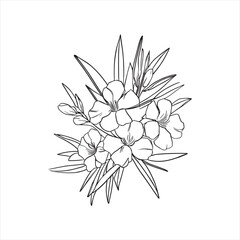 Decorative abstract oleander hand-drawn flower bouquet of line art design. Easy sketch art of Oleander flower outline.
