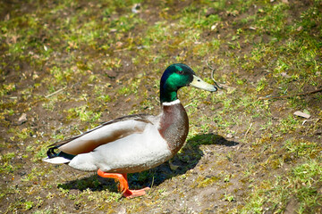 Mallard Duck