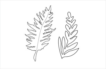 Vector line art drawing or  fern leaf line art , illustration