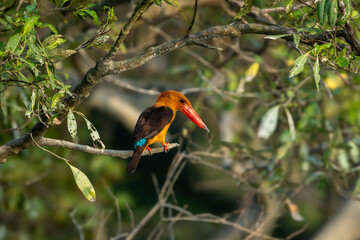 The brown-winged kingfisher (Pelargopsis amauroptera)