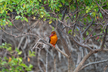 The brown-winged kingfisher (Pelargopsis amauroptera)
