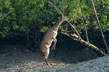 The Spotted Deer of Sundarban (Axis axis)