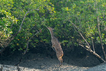 The Spotted Deer of Sundarban (Axis axis)