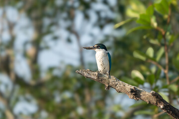 he collared kingfisher (Todiramphus chloris)
