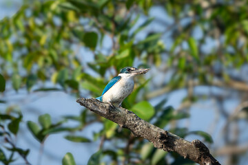 he collared kingfisher (Todiramphus chloris)