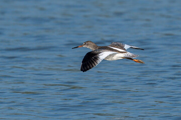 Obraz premium The common redshank or simply redshank (Tringa totanus)