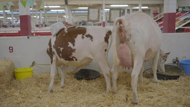 This video shows two cows in a pen with one of them defecating from behind.