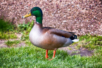 Mallard Duck