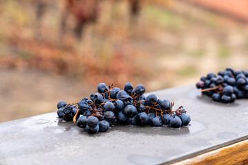 Weintrauben für Wein im Herbst unter freiem Himmel