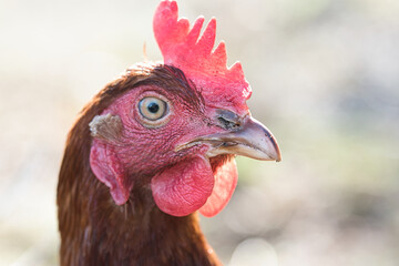 Adult hen of Lohmann brown variety, bird head and face with beak, red comb, wattles, ear lobe and eye visible, side view, backyard chickens concept