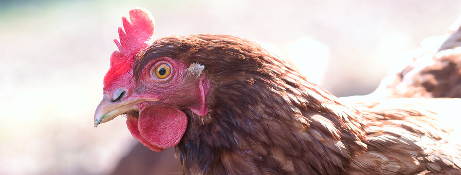 Adult hen of Lohmann brown variety, bird head and face with beak, red comb, wattles, ear lobe and eye visible, side view web banner, backyard chickens concept