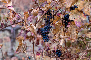Weintrauben für Wein im Herbst unter freiem Himmel