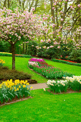 Colourful Blooming cherry tree and flowerbed in an Spring Formal Garden