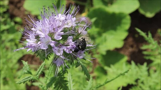 Oxythyrea funesta beetles mate on phacelia flowers on a sunny summer day in the garden. Close-up video