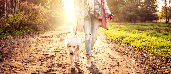 Beautiful young golden retriever dog on a walk