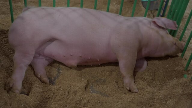 This video shows a large female hog rolling in dirt.
