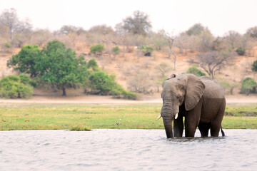 African Bush Elephant, bronze color from a swim and the morning’s golden light, crossing the...