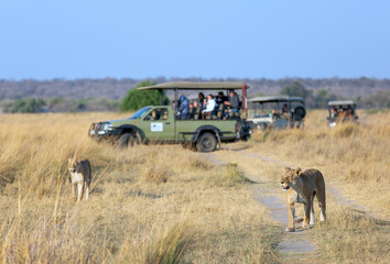 lion crossing the road in the African savannah © xamnex