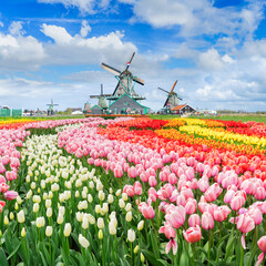 traditional Dutch rural spring scene with canal and windmills of Zaanse Schans, Netherlands