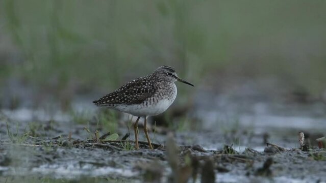 The wood sandpiper stands on the shore. A beautiful video with a wader. Morning light.