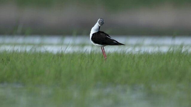 A stilt walker in a shallow bay cleans feathers. There is green grass all around. The bird has long legs and a long beak. Video with a himantopus himantopus