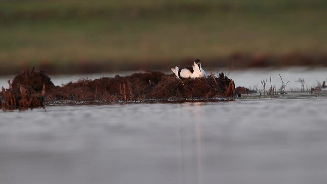 The Pied avocet sits on the nest and incubates the eggs. The bird is on the island, there is water around. It has a long beak. Video of the Recurvirostra avosetta