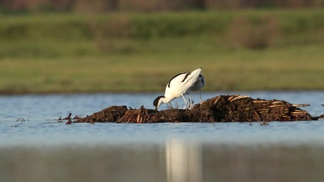 The pied avocet family builds a nest. The male and female arrange nesting together. They're in the mating season. Video of the Recurvirostra avosetta
