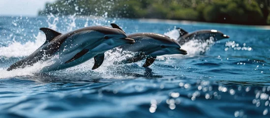 Foto op Aluminium Dolphins leaping and diving in Raja Ampat's blue ocean. © AkuAku