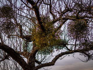 Viele Misteln auf einem Obstbaum im Winter