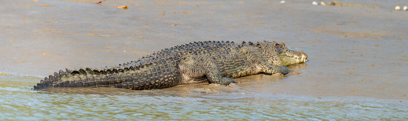 Saltwater Crocodile from Sundarbans Swamps