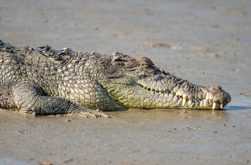 Saltwater Crocodile from Sundarbans Swamps