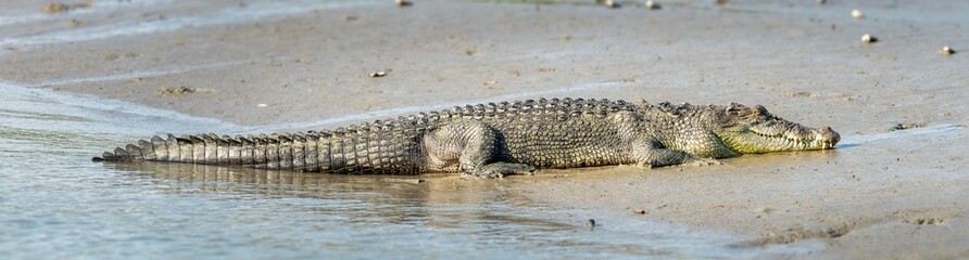 Obraz premium Saltwater Crocodile from Sundarbans Swamps