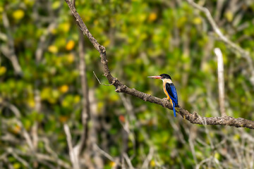 The black-capped kingfisher (Halcyon pileata)