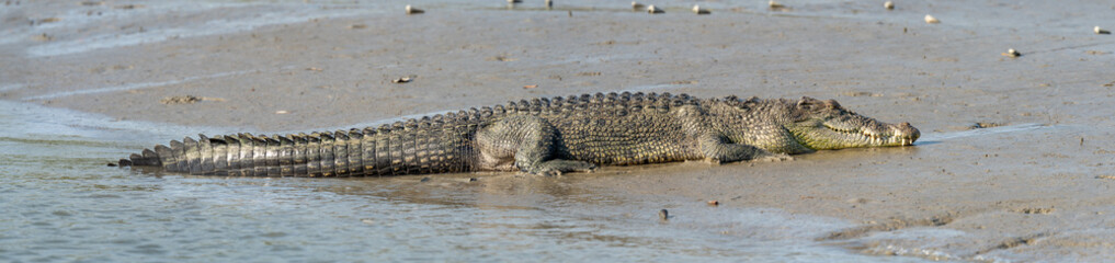 Saltwater Crocodile from Sundarbans Swamps