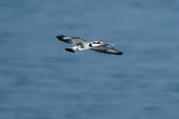 The pied kingfisher (Ceryle rudis)