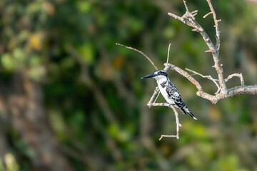 The pied kingfisher (Ceryle rudis)