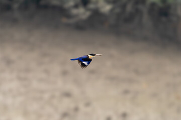 The black-capped kingfisher (Halcyon pileata)