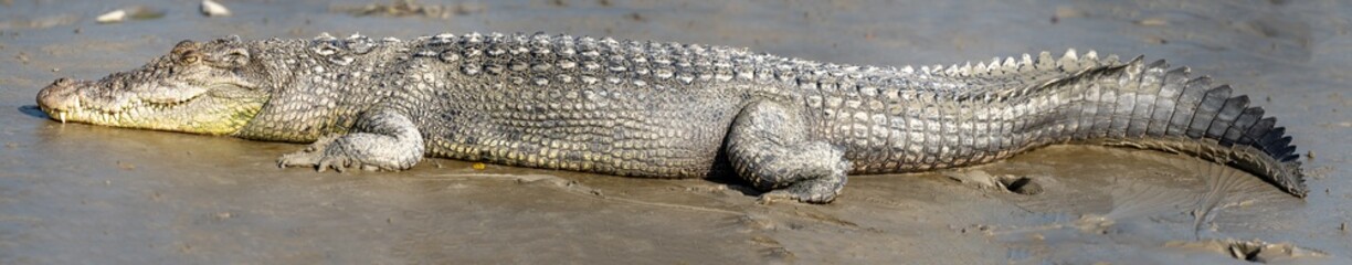 Fototapeta premium Saltwater Crocodile from Sundarbans Swamps