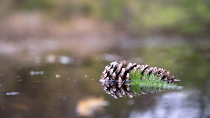 Coastal Pine Outer Banks