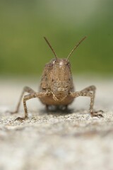 Frontal closeup on a Broad Green-winged Grasshopper , Aiolopus strepens sitting on a stone